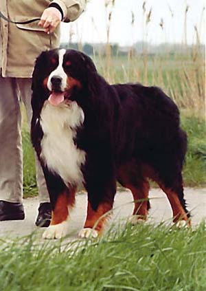 Bernese Tawajahs Aicko